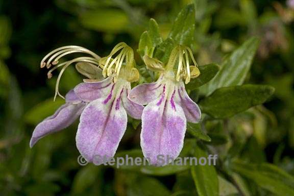 teucrium bicolor 2 graphic